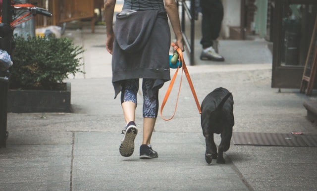 person and dog walking on sidewalk